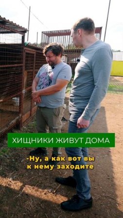 Держать хищников дома – норма? Подробнее в полном видео на канале  #хищники #животные #ферма