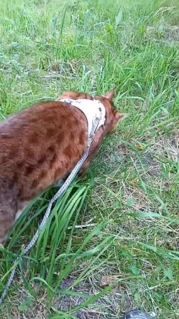 выгуливаю вторую кошку