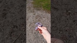 ⭐️🐾Влог с бумажной Собачкой 🐾🍋🟩   #paper dog