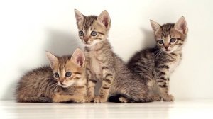 3 kittens are turning their heads