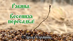 Рябина. Весенняя пересадка