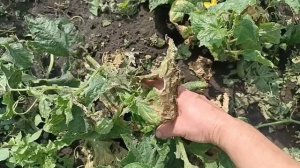 Всë хорошо, прекрасная маркиза! ⛈️