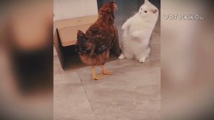 Самые смешные видео с животными № 9.😂😂😂 Лучшие приколы коты и собаки. 😆 Смеялся до слез. 🤣🤣🤣
