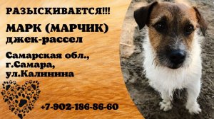 Пропала собака! МАРК (МАРЧИК). Самарская обл., г.Самара.