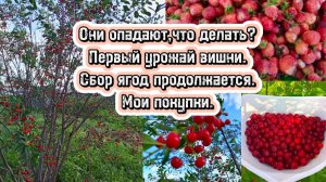 15-07-2025Они опадают,что делать?Первый урожай вишни.Сбор ягод продолжается.Мои покупки.
