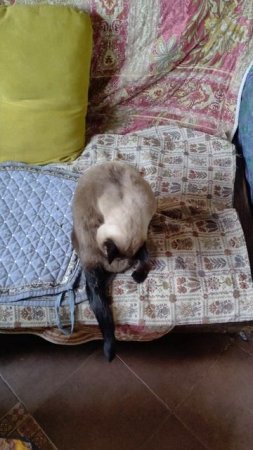 Сиамская кошка