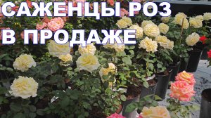 Как выглядят саженцы роз в продаже.