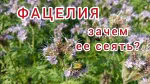Фацелия. Сидерат и медонос