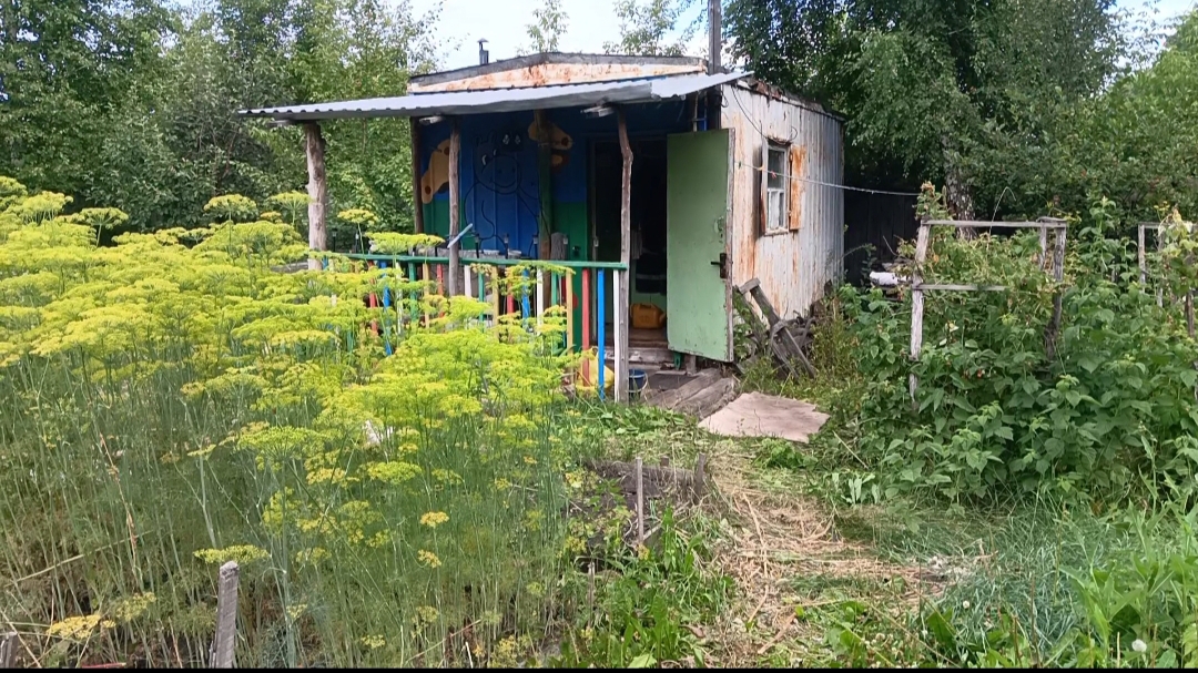 ДАЧА 6 СОТОК//НАША ЗАБРОШКА//ПРОДОЛЖАЕМ ПОИСКИ ГРЯДОК//ЧТО С ЭКСПЕРИМЕНТОМ ПОСЕЯННЫХ ОГУРЦОВ В ИЮЛЕ?