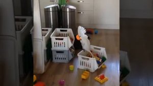 С попугаем не соскучишься🤪