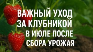 Важный уход за клубникой В ИЮЛЕ после сбора урожая