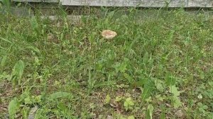 Sadovyy ugolok. Первые грибочки.