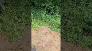 20250714   3 Ров засыпан. Даже не  верится, что тут была канава с водой.