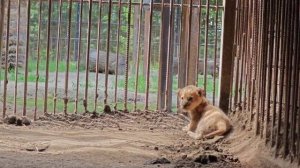 Львята в зоопарке