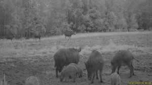 Подкормочная площадка для кабанов . Фотоловушка в лесу .