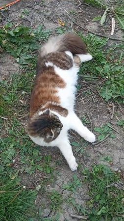 Мотылёк.