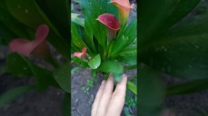Каллы-мой новый многолетний цветок