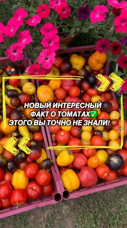 Этого вы точно не знали о томатах! 🤔