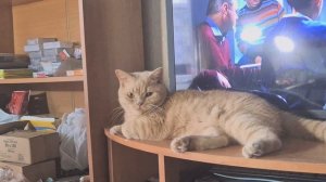 кот Матвей .