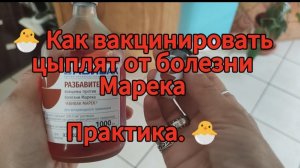 Как вакцинировать цыплят от болезни Марека