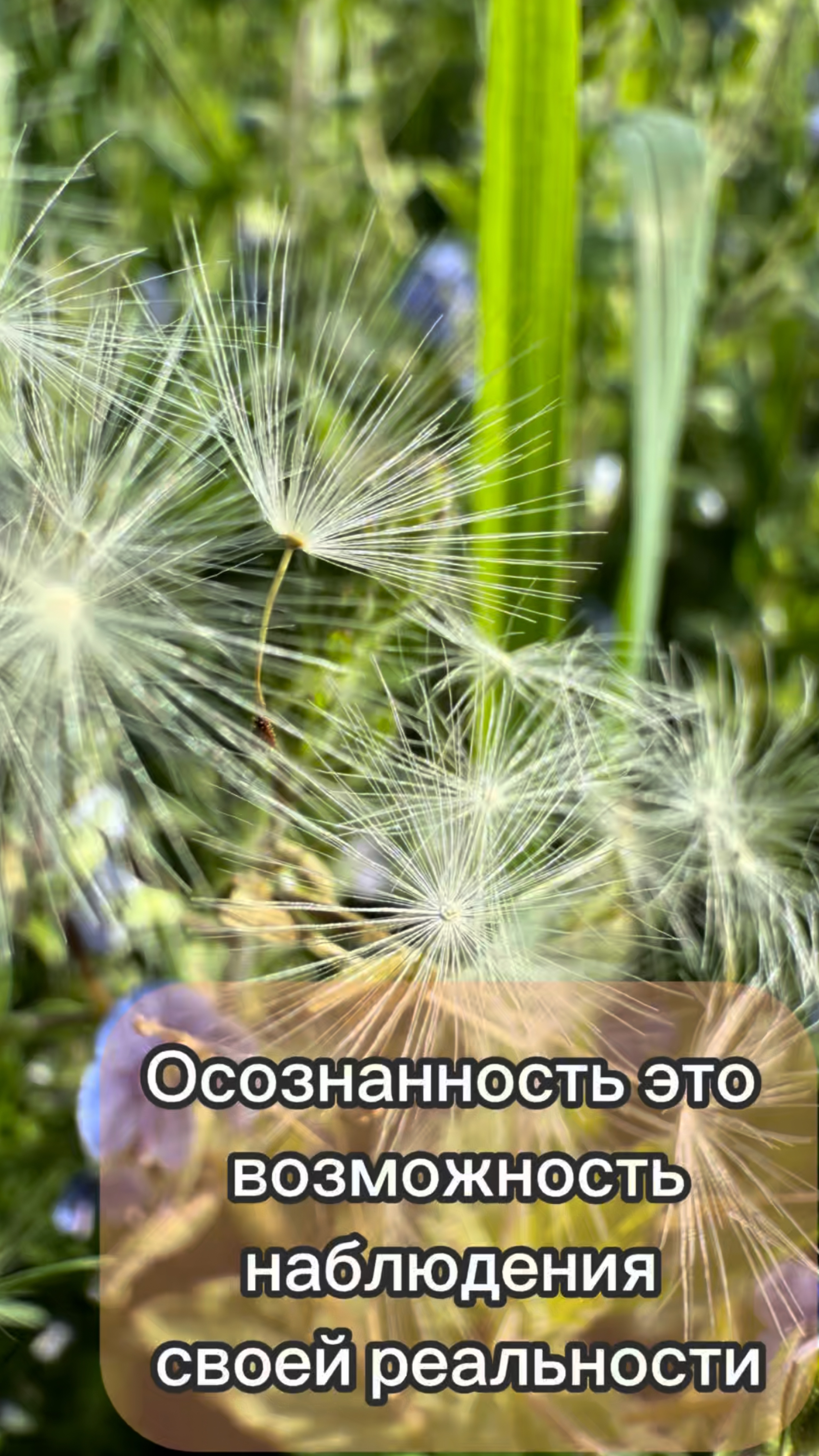 Осознанность это возможность наблюдения своей реальности