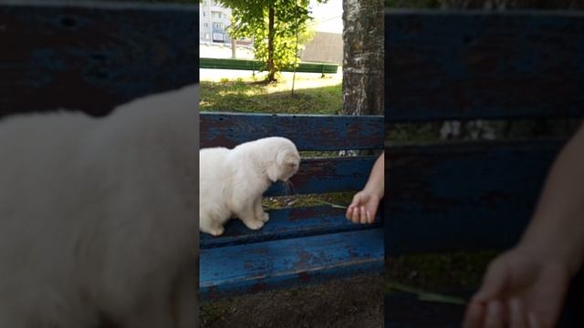 нашли Снежка 2 день