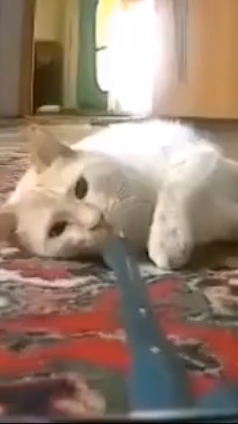 смешное видео