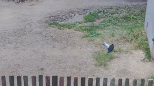 Птицы летают на улице, смотрю на деревню