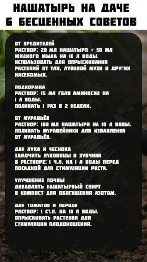 6 СПОСОБОВ как применить НАШАТЫРЬ на даче для ЛУЧШЕГО урожая? #огород #сад #урожай