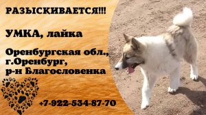 Пропала собака. УМКА. Лайка. Оренбургская обл,  г.Оренбург