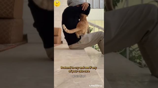 котики