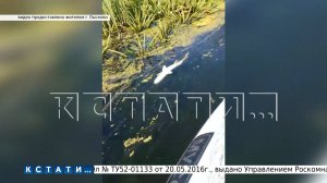 Причину массовой гибели рыбы в Лысковском районе рыбаки нашли по запаху, но источник вину отрицает