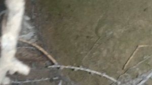 Нара животного