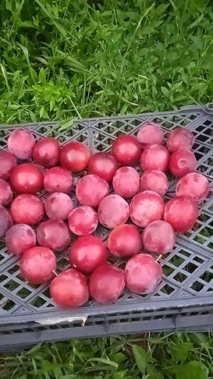 Ягодная композиция - сердце из алычи