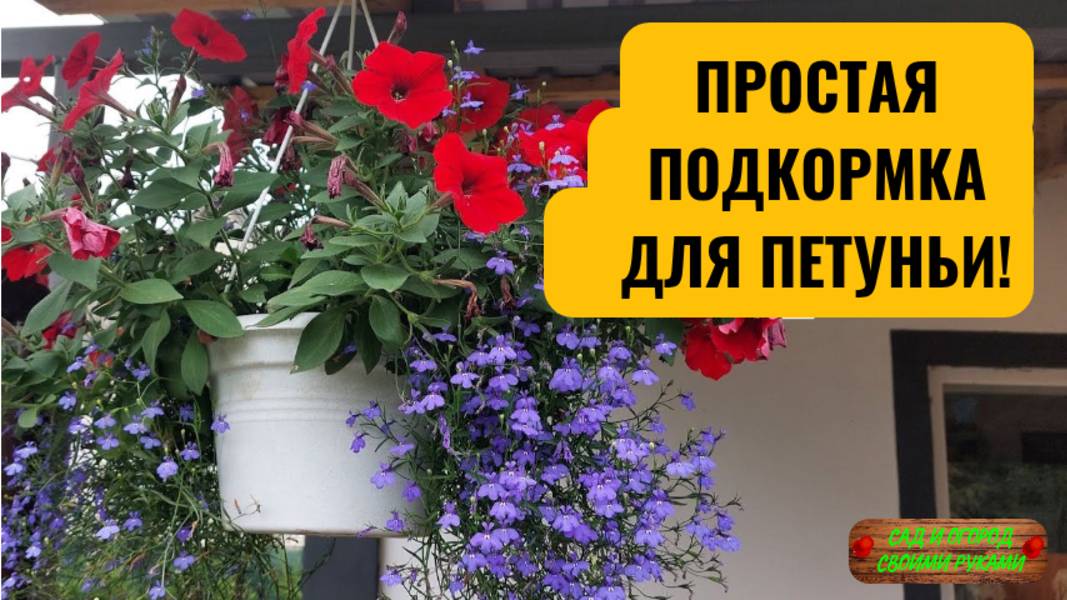 Самая простая подкормка для ампельной петунии!