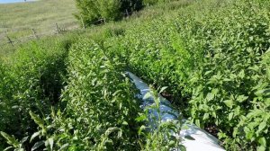 Капельный полив и подкормка овощей через каплю. Прополка