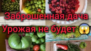 Заброшенная дача. Урожая не будет.