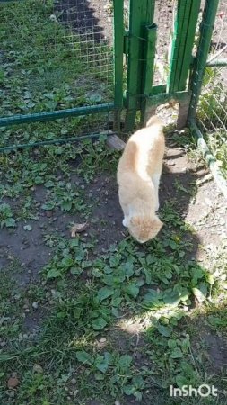 Животные.Сборник моментов из жизни братьев меньших.Фильм1.Серия5.Часть6 .mp4