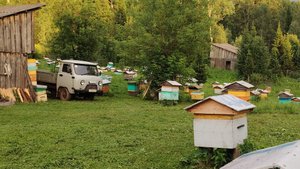 Откачали мед. Вывозим очередную партию деленок в степь.