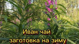 Иван-чай ( Кипрей ) , заготовка на зиму,