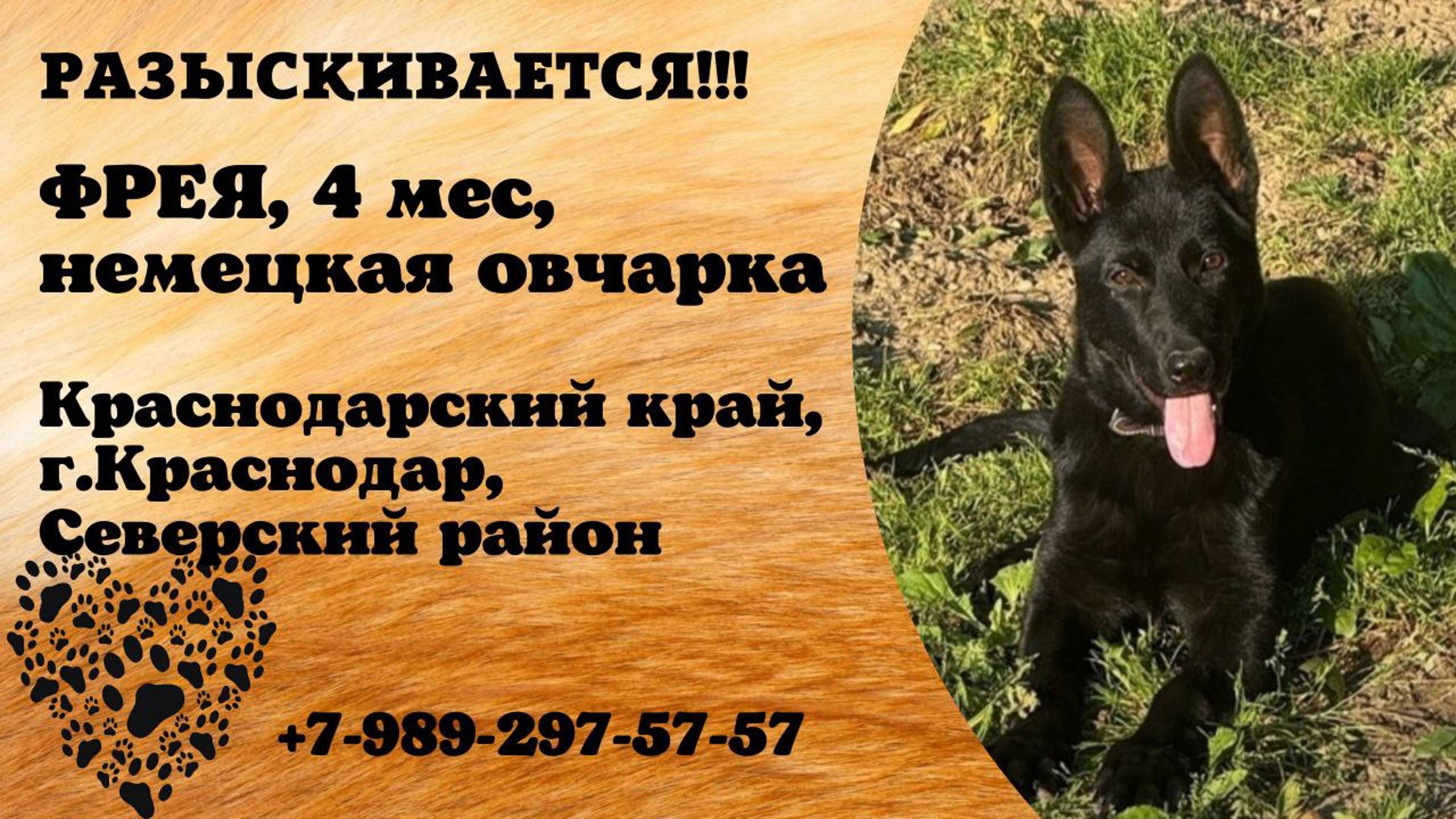 Пропала собака! ФРЕЯ. 4 мес, немецкая овчарка.  Краснодарский край,  г.Краснодар