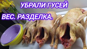 УБРАЛИ ГОДОВАЛЫХ ГУСЕЙ. ВЕС. РАЗДЕЛКА