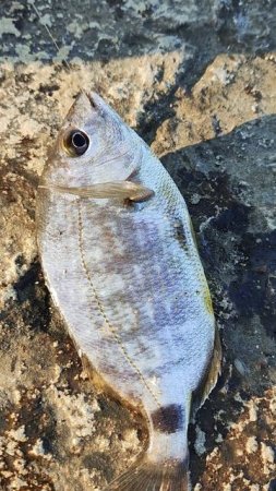 Рыбалка на Чёрном море по утрам ловля морского карася