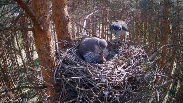 Редкие кадры оба ястреба в кадре! Передача добычи в семье хищников