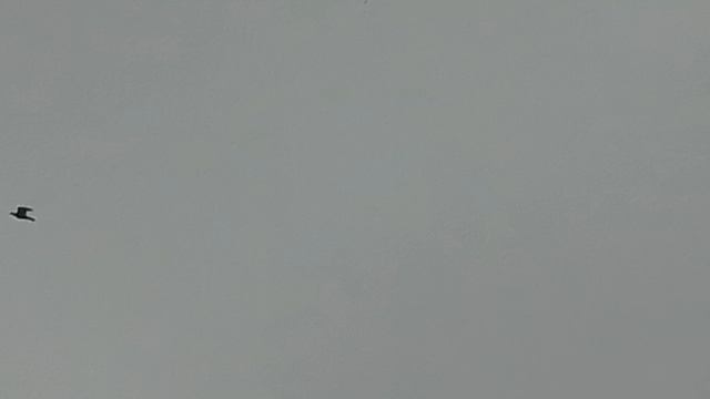 Пермские голуби