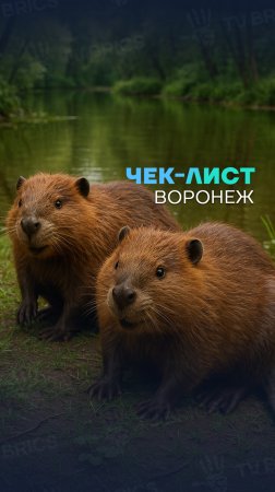 🇷🇺🦫 «ЧЕК-ЛИСТ». ВОРОНЕЖСКАЯ ОБЛАСТЬ.