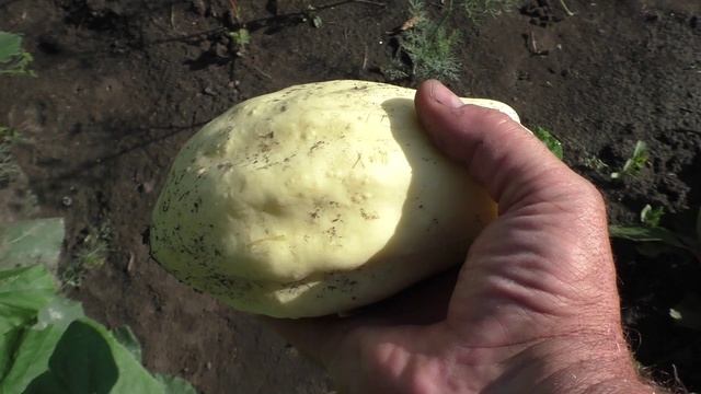 Пересорт кабачков и патиссонов