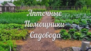 Аптечные Помощники Садовода. Самые Дешевые и Эффективные Препараты из Аптеки