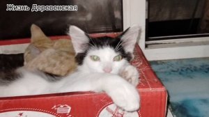 03.07.25.Продолжение о новом коте Дроне в нашей семье