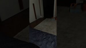 кот ночью